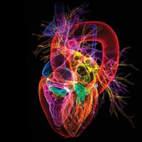 Heart & Vascular Annual Report 2023